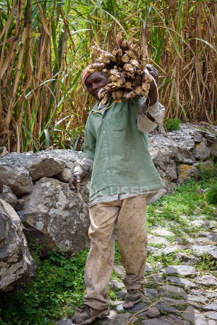 Homme noir portant des cannes à sucre sur l'épaule, Paul, Santo Antao, Cap Vert — Photo de stock