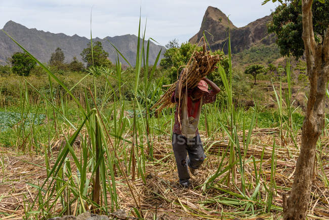 Кабо-Верде, Санто-Антао, Пол, чоловік, який збирає цукрову тростину в зеленому Валле-ду-Пол. — стокове фото