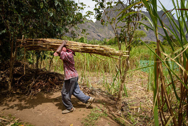 Cabo Verde, Santo Antao, Paul, vista lateral del hombre cosechando caña de azúcar - foto de stock
