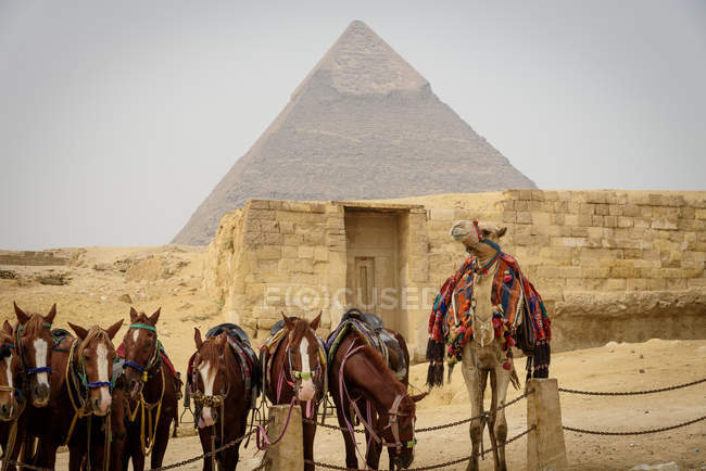 Ägypten, Giza-Regierung, Giza, Pferde und Kamel durch Pyramide von Giza — Stockfoto
