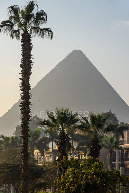 Egipto, Giza Governorate, Al Haram, The Mena House Hotel parque con palmeras, vista de la pirámide en el fondo - foto de stock
