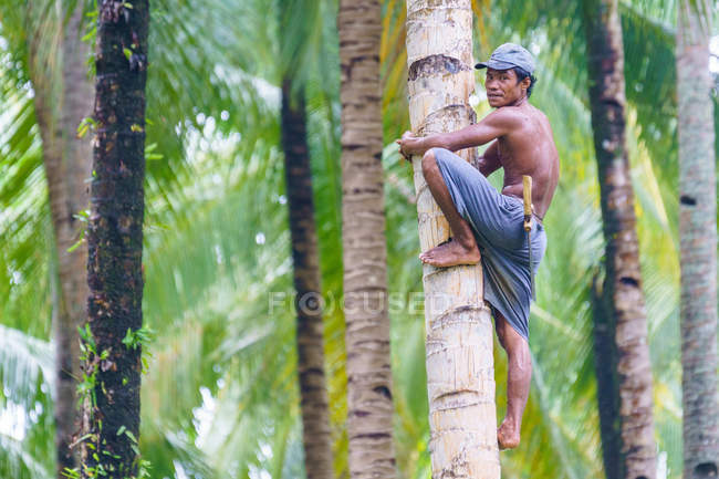 Індонезія, Maluku Utara, Kabupaten Пантай Morotai, місцеві альпініст на дерево пальми у пальмові гаї Morotai на північній Molikken — стокове фото