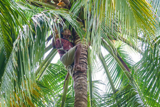 Indonesia, Maluku Utara, Kabupaten Pulau Morotai, trepador de palmeras cosechando cocos - foto de stock