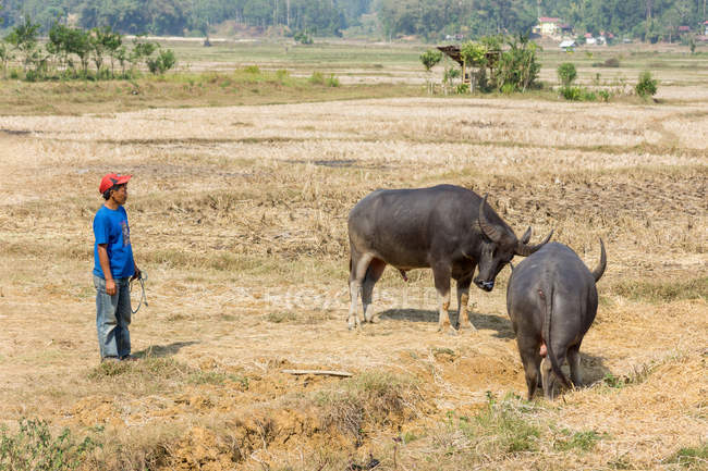 Indonesia, Sulawesi Selatan, Toraja Utara, hombre con dos búfalos de agua durante las corridas de toros - foto de stock