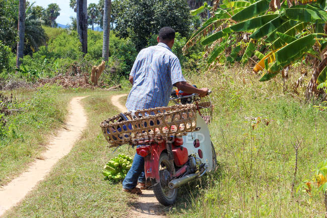 Танзанія, Занзібар Пемба острова, людина з скутер пожинає банани — стокове фото