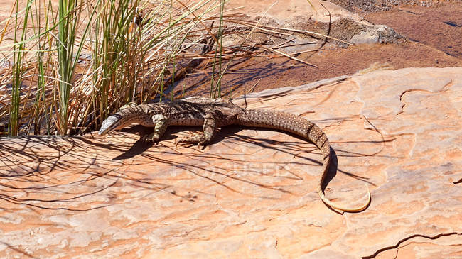 Australia, Australia Occidental, Karijini, primer plano de un dragón de Komodo en terreno desierto - foto de stock