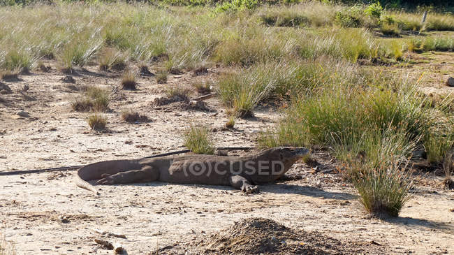 Indonesia, Nusa Tenggara Timur, Kabbalists Manggarai Barat, Komodo dragon in deserted landscape on Rinca Island — Stock Photo