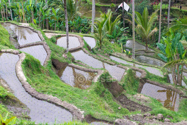 Индонезия, Бали, Гяньяр, Тегаллаланг, орошаемые рисовые террасы — стоковое фото