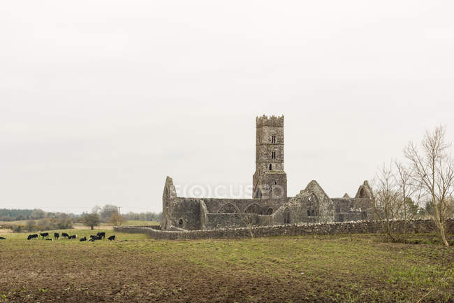 Ireland, Offaly, Clonmacnoise, Clonmacnoise, cow heard by monastery ruin — Stock Photo