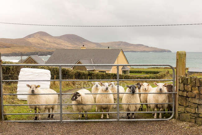 Irlanda, Kerry, Condado de Kerry, Anillo de Kerry, manada de ovejas en un prado verde junto al mar detrás de la puerta - foto de stock