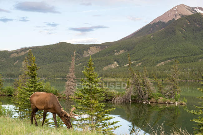 Canada, Alberta, Jasper National Park, Grazing deer, scenic mountains landscape on background — Stock Photo