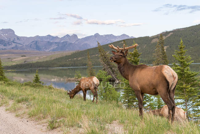 Canada, Alberta, Jasper National Park, cervi ai margini della strada — Foto stock
