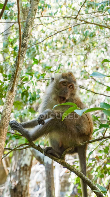 Мавпа на дереві в мангровому лісі — стокове фото