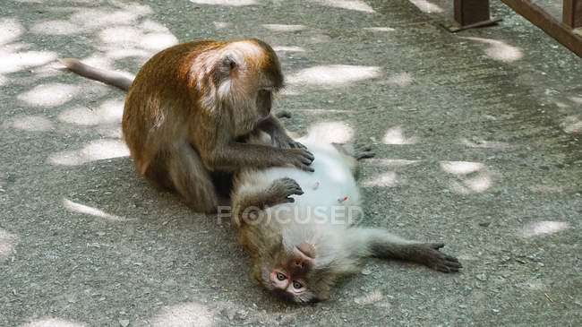 Malaysia, Kedah, Langkawi, One monkey launches another in mangrove forest Kilim Geoforest park — Stock Photo
