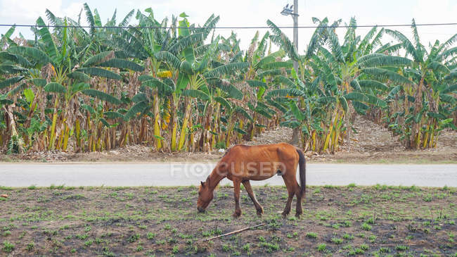 Cuba, Sancti Spritus, Manaca Iznaga, valley of sugar mills, horse eating grass in field — Stock Photo