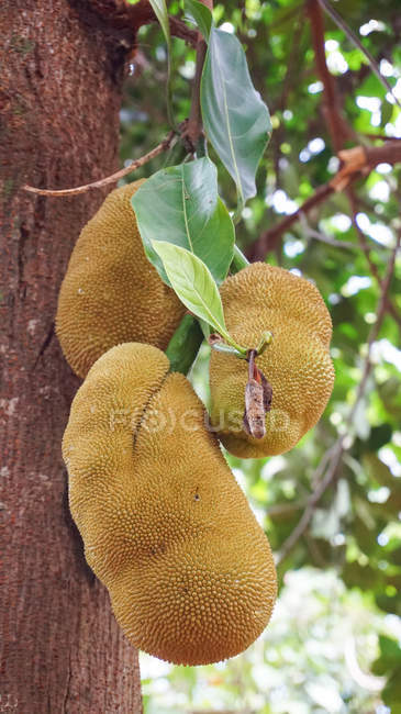 Cuba, Pinar del Rio, Viales, Jackfruits appeso all'albero — Foto stock