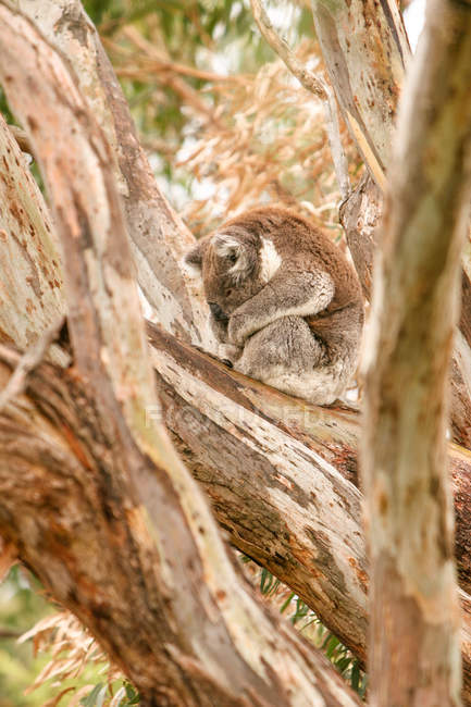 Australia, Victoria, Capo Otway, carbone seduto tra alberi di eucalipto — Foto stock