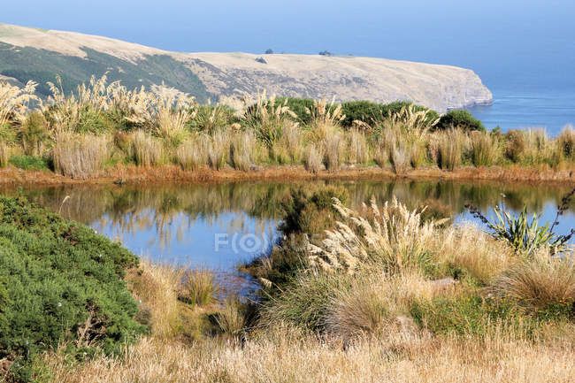 Nueva Zelanda, Canterbury, Akaroa, embalse de agua natural, todo alrededor de caña y otras hierbas, en el fondo un hito y el mar - foto de stock