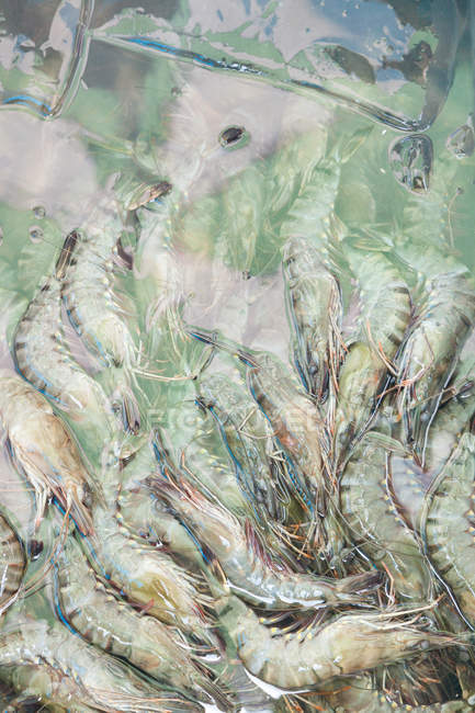 Close up of shrimps in ice water on crabs market, Kep, Cambodia — Stock Photo