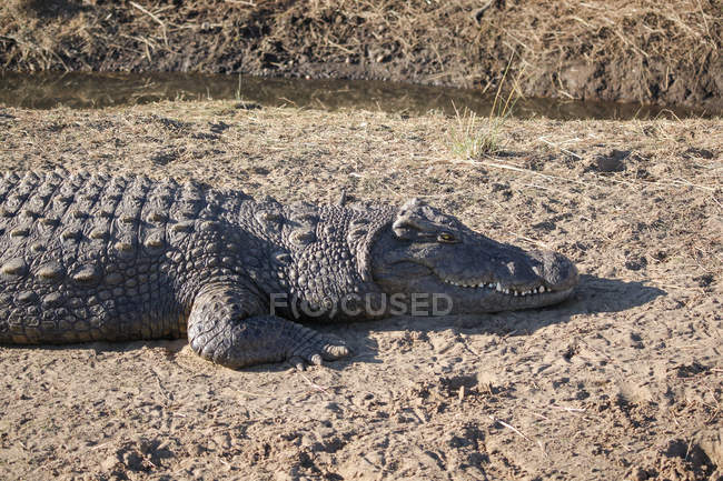 Namibia, Okapuka Ranch, Pomeriggio, Sole, Game Drive, Safari, Alligatore — Foto stock