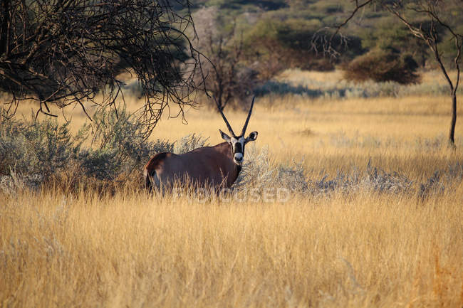 Namibia, Okapuka Ranch, Safari, Game Drive, antilope Oryx — Foto stock