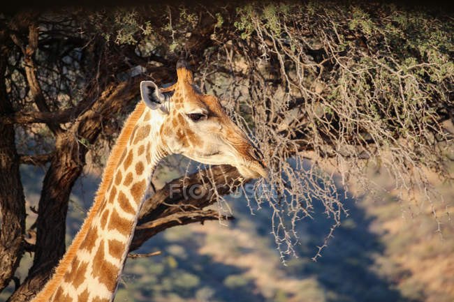 Намібія, голова Okapuka ранчо, Safari, жирафа в crown дерево — стокове фото
