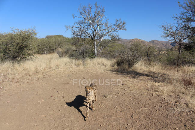 Namibie, Dusternbrook, guépard en safari en pleine nature le jour — Photo de stock