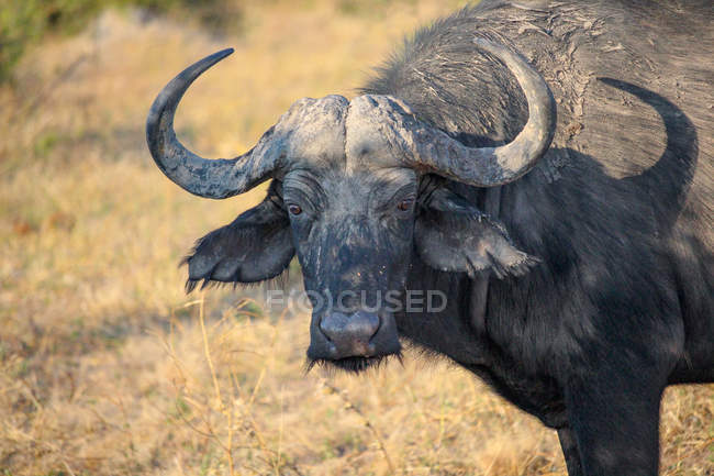 Botswana, Chobe National Park, Game Drive, safari a lo largo del río Chobe, búfalo sucio mirando a la cámara - foto de stock