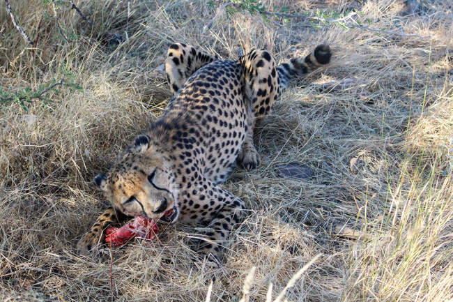 Namibia, d? sternbrook, safari mit füttern eines geparden, betrügen das fleisch — Stockfoto