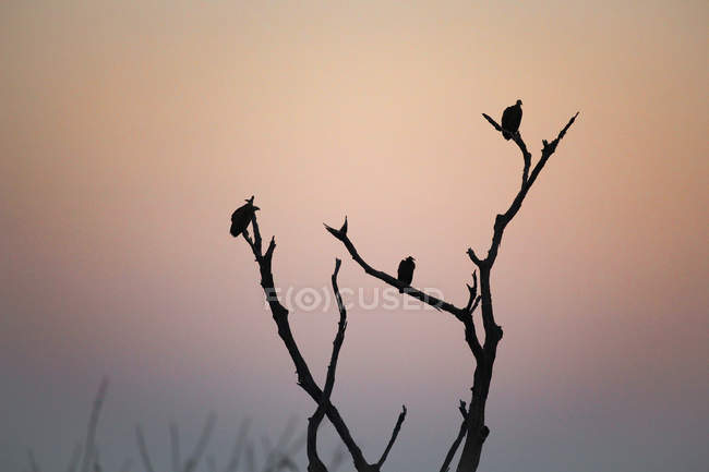 Botswana, Parque Nacional del Chobe, aves en ramas al amanecer en el río Chobe - foto de stock
