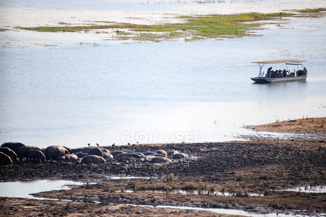 Botswana, Chobe National Park, Game Drive, Safari no rio Chobe, passeio de barco passando por uma manada de hipopótamos — Fotografia de Stock