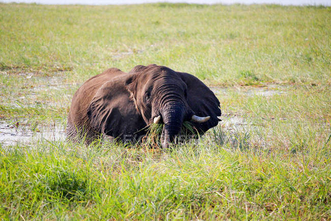 Botswana, Chobe Nationalpark, Pirschfahrt, Safari am Chobe Fluss, Elefant im Wasser frisst grünes Gras — Stockfoto