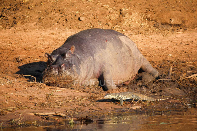 Botswana, Parc National de Chobe, Game Drive, Safari à Chobe River, Waran rampant après avoir dormi Hippo — Photo de stock