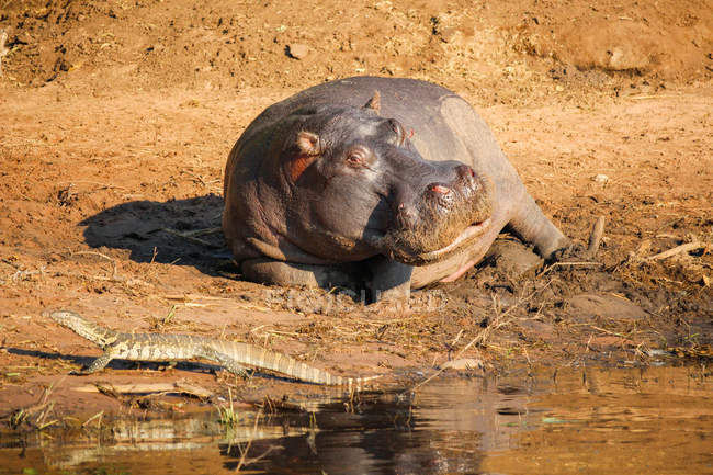 Botswana, Parco Nazionale Chobe, Game Drive, Safari sul fiume Chobe, ippopotamo orizzontale a guardare Waran — Foto stock