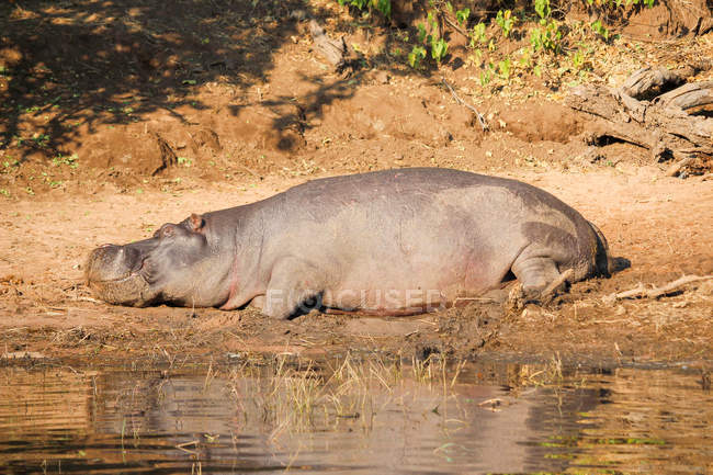 Botswana, Chobe Nationalpark, Pirschfahrt, Safari auf dem Chobe Fluss, schlafendes Flusspferd am Ufer — Stockfoto