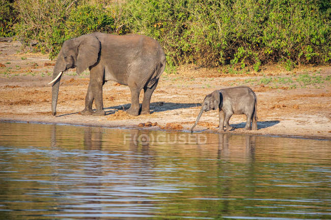Botswana, Chobe-Nationalpark, Pirschfahrt, Safari entlang des Chobe-Flusses, Elefantenbaby trinkt neben großen Elefanten an der Tränke — Stockfoto