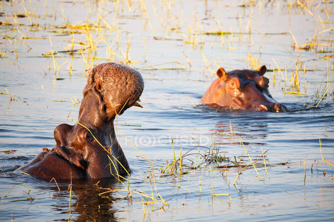 Botswana, Chobe National Park, game drive, safari on Chobe River, hippo in water with open mouth — Stock Photo