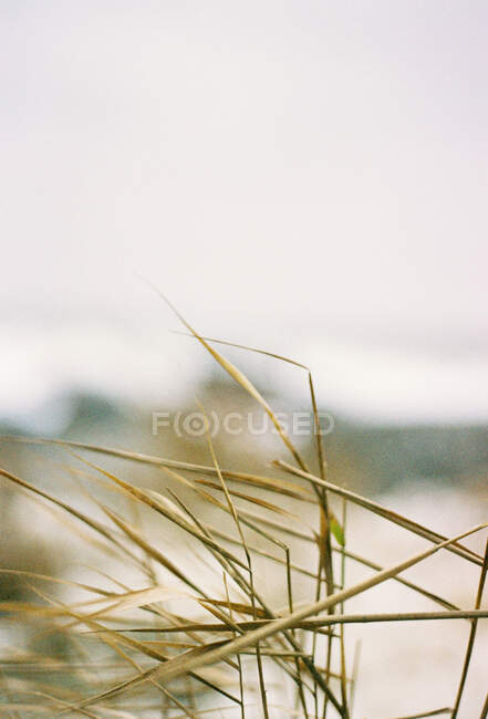 Sea grass, gros plan, Binz, Mecklembourg-Poméranie occidentale, Allemagne. — Photo de stock