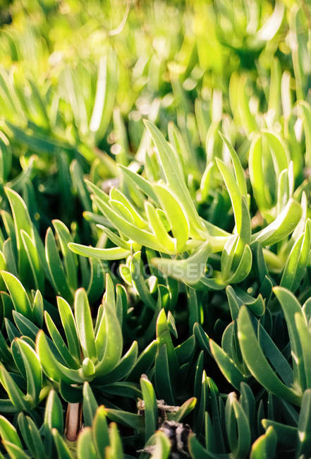 Nahaufnahme von Pflanzen der grünen überdachten Fläche, Thassos, Griechenland. — Stockfoto
