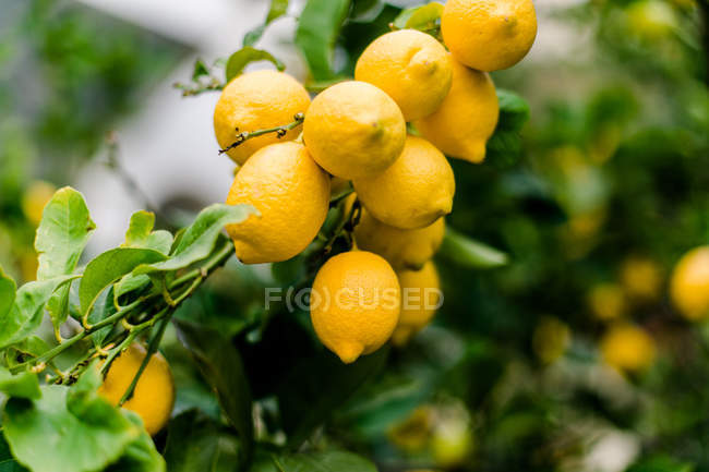 Greece, Attica, Athina, Lemons hanging on Tree branch — Stock Photo