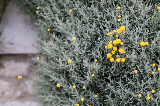 Primo piano di cespuglio di fiori selvatici che crescono da muro di pietra — Foto stock