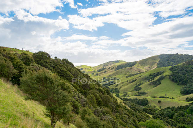 Nueva Zelanda, Waikato, Kereta, laderas verdes en Nueva Zelanda con bosque - foto de stock