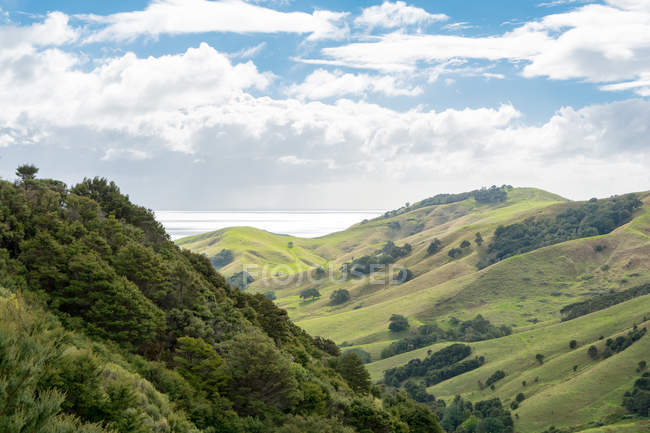 Новая Зеландия, Вайкато, Манаиа, зеленый холмистый пейзаж у береговой линии — стоковое фото