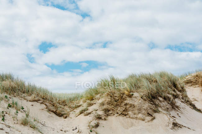 Nova Zelândia, Waikato, Hahei, Dunas de areia na Nova Zelândia — Fotografia de Stock