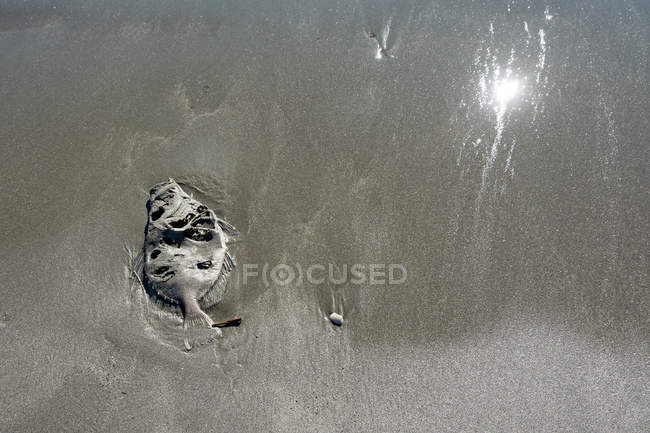 Нової Зеландії, Веллінгтон, Тяжкий течуть пляж, мертвої риби в піску — стокове фото