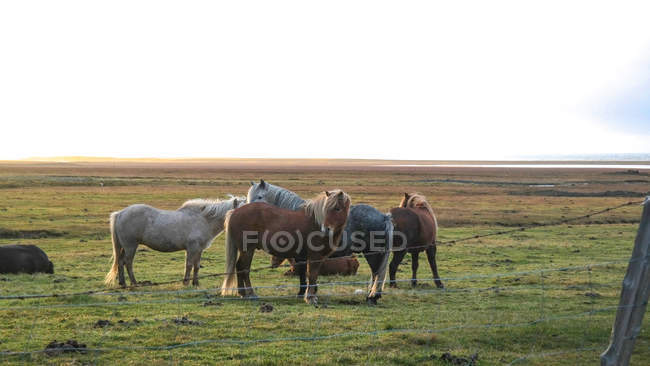 Группа лошадей, пасущихся на открытом воздухе, Исландия — стоковое фото