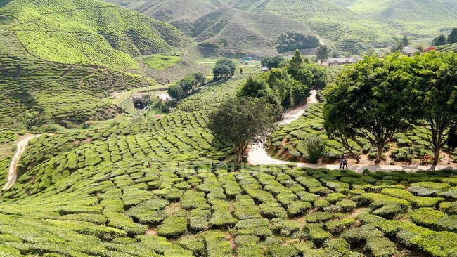 Malásia, Pahang, Tanah Rata, plantação de chá Hilly em Cameron Highlands — Fotografia de Stock