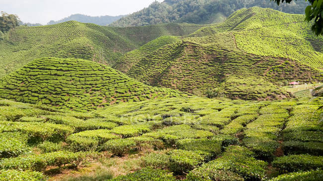 Malasia, Pahang, Tanah Rata, plantación de té en las tierras altas de Cameron - foto de stock