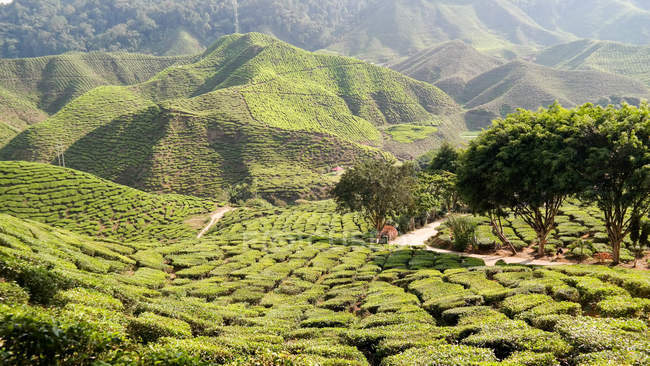 Caminho entre plantações de chá, Tanah Rata, Pahang, Malásia — Fotografia de Stock