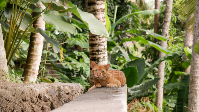 Indonésia, Bali, Kabudaten Gianyar, gato em Ubud — Fotografia de Stock